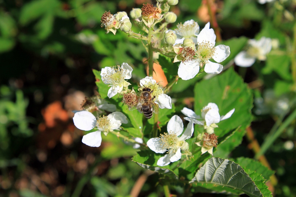 Rubus ulmifolius plants