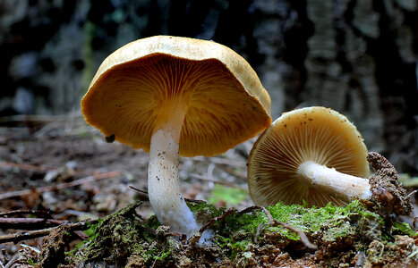 Gymnopilus eucalyptorum