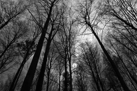 Spring forest floating in the sky