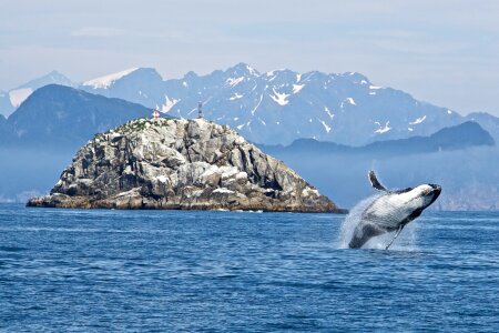 humpback whale in Kenai fjords National Park