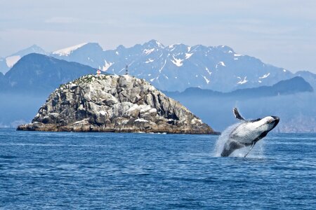 humpback whale in Kenai fjords National Park photo