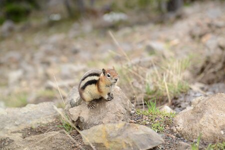 squirrel in Yellowstone National Park