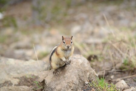 squirrel in Yellowstone National Park