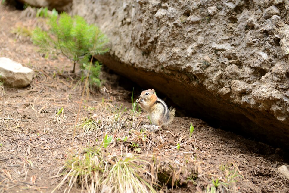 squirrel in Yellowstone National Park