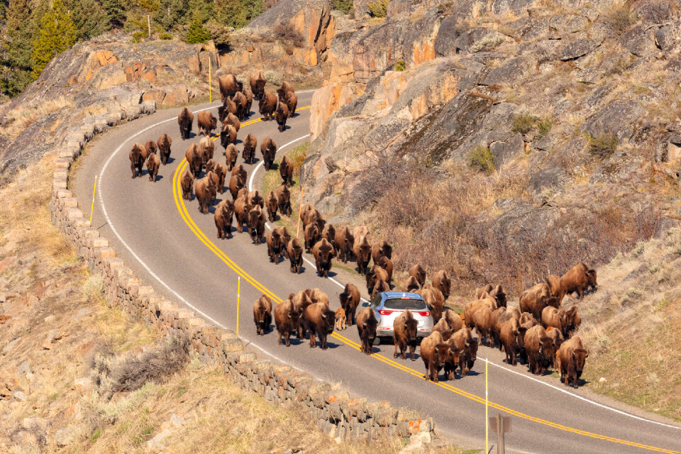 A group of bison surround a car