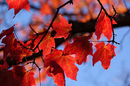 Autumn fall leaf photo