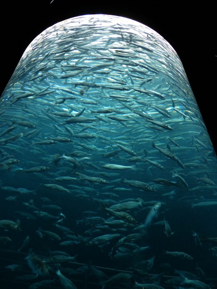 Glass cylinder aquarium fish swarm