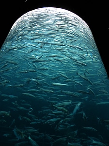 Glass cylinder aquarium fish swarm photo