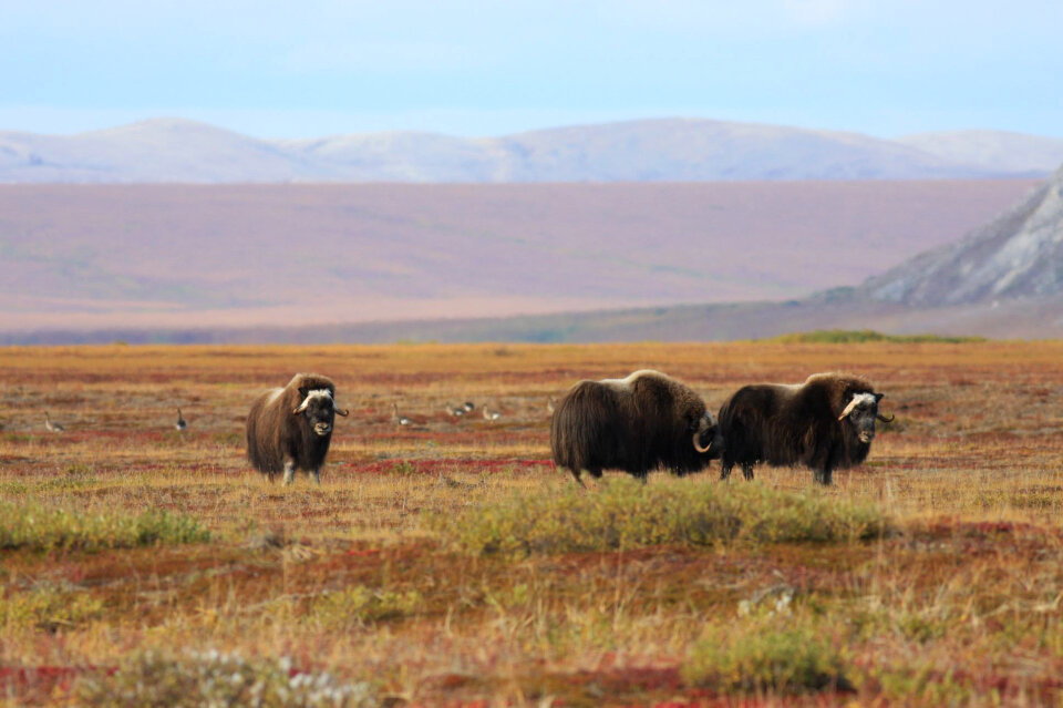 Muskox and Greater White-fronted Geese