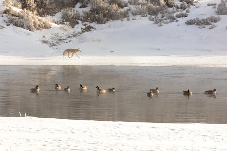 Coyote walks along the Yellowstone River with Canada geese photo