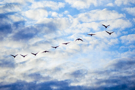 Geese fly overhead during sunset photo