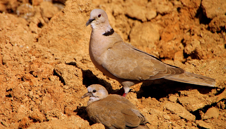 Dove feeding pigeons photo