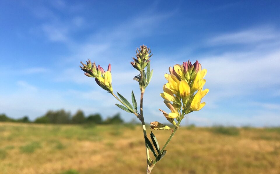 Yellow Wild flower