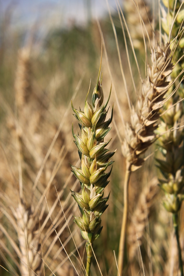 Close-up ear grain