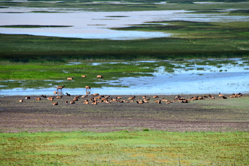 Elk in Mormon Lake