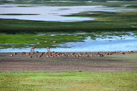 Elk in Mormon Lake photo