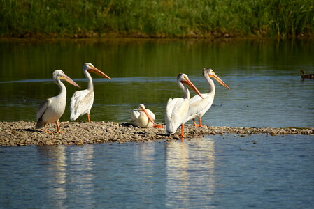 American white pelican