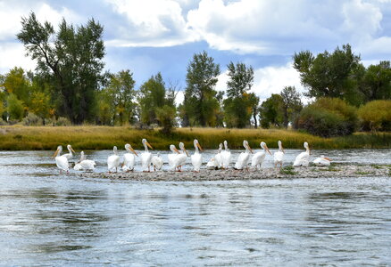 American white pelican