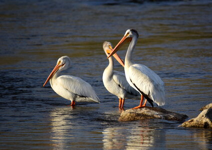 American white pelican
