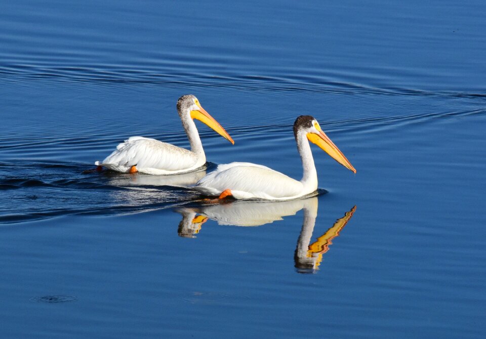 American white pelican