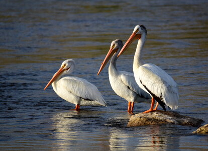 American white pelican