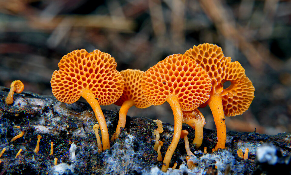 A group of orange tree fungus
