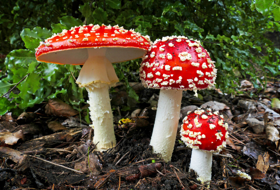 Amanita muscaria, a poisonous mushroom in a forest