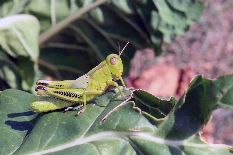 brown grasshopper on green leaves