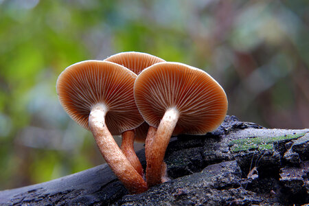 Sulphur tufts photo