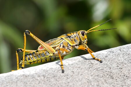 Giant Orange Grasshopper photo
