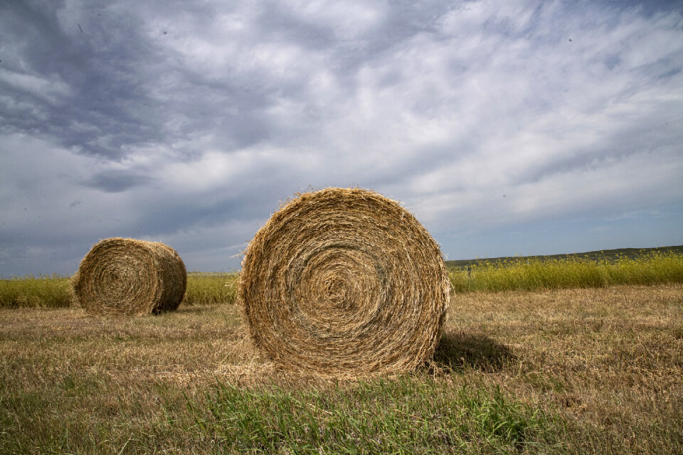 Rolled bales along the roadways
