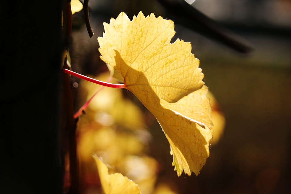 Yellow golden autumn wine