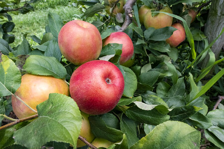 Apples In Organic Orchard