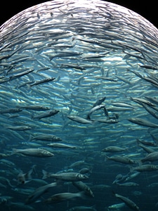 Glass cylinder aquarium fish swarm