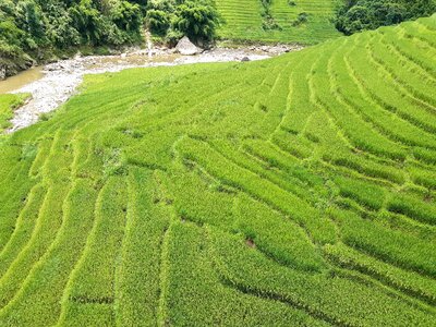 Mu Cang Chai, terraced rice field landscape photo