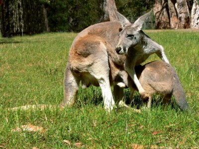 Wild Red Kangaroo in Australia photo