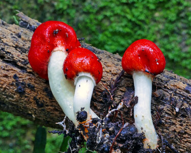 Scarlet pouch Weraroa erythrocephala photo