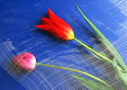 Two beautiful tulips flowers