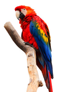 Scarlet macaw sitting on a branch isolated on white background photo