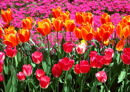 colorful tulips, tulips in spring photo