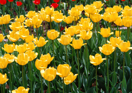 Yellow colorful tulips, tulips in spring