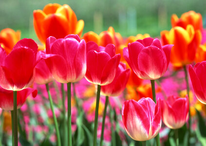 Close-up colorful tulips, tulips in spring photo