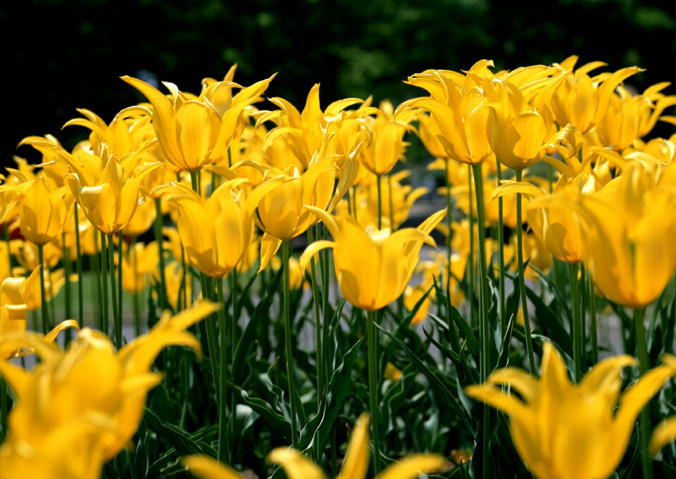 Yellow colorful tulips, tulips in spring