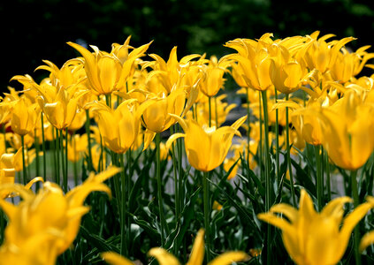 Yellow colorful tulips, tulips in spring photo