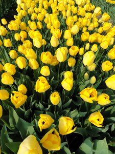 colorful tulips, tulips in spring photo
