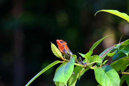 Lizzard on the Green Leaf