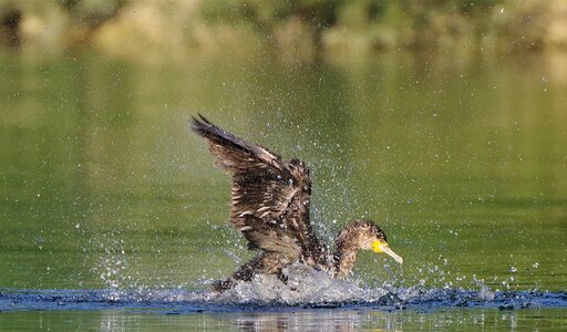 Duck fly nature spring water life lake cold landing