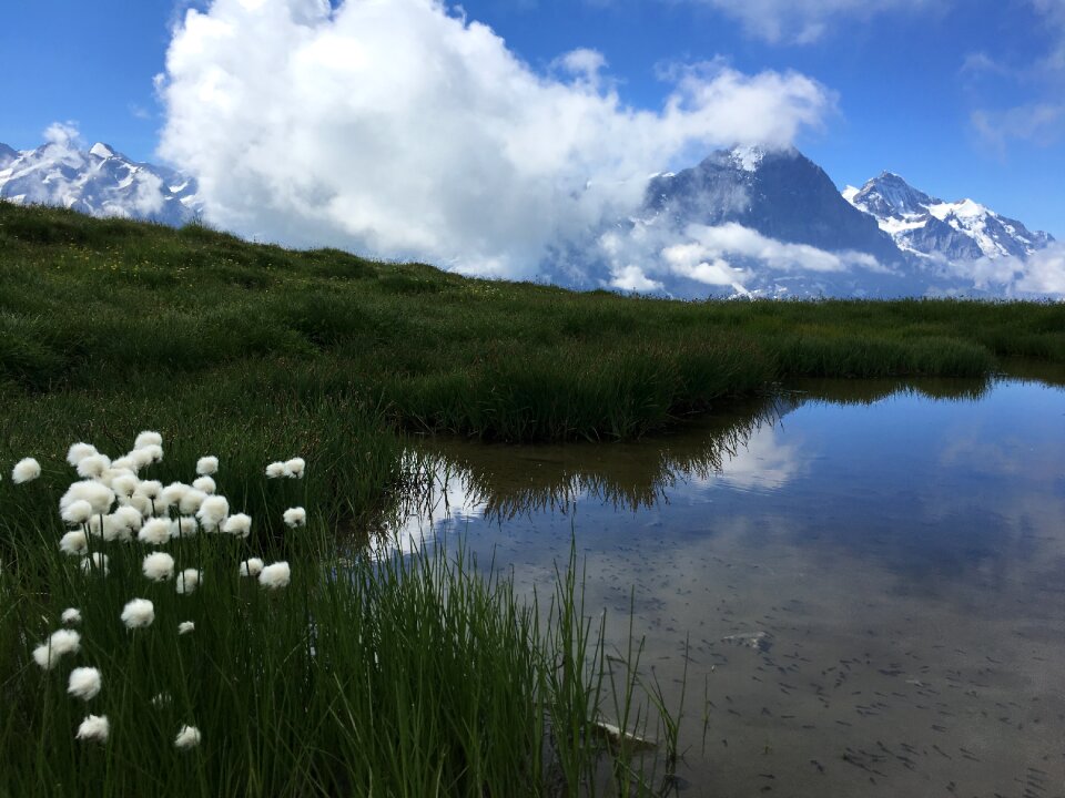Idyllic landscape in the Alps with fresh green meadows