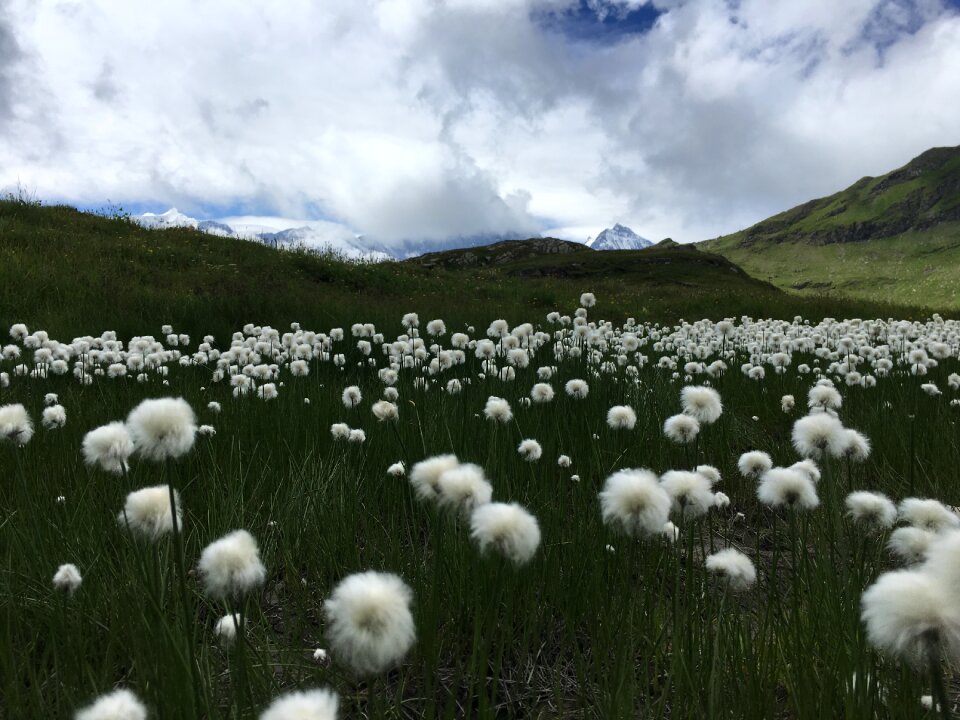 Idyllic landscape in the Alps with fresh green meadows