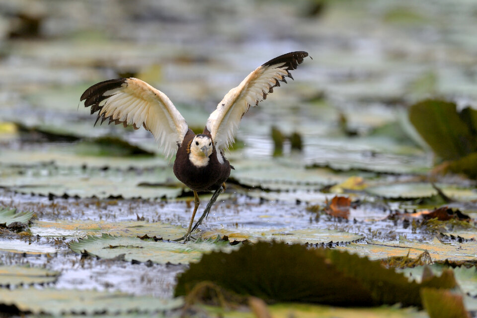 water pheasant bird in wetland, pheasant-tailed jacana